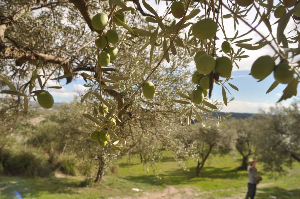 Olive Calaforno
